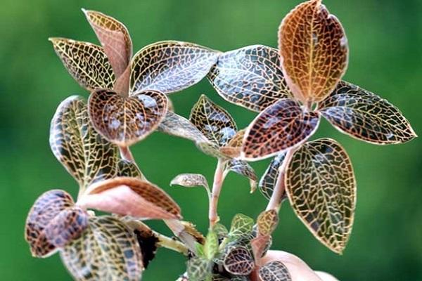 湖北种植创业项目(在湖北黄陂区农村适合种植和养殖什么经济效益高赚钱又快？)