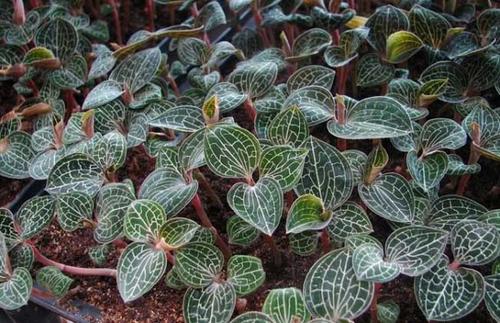 湖北种植创业项目(在湖北黄陂区农村适合种植和养殖什么经济效益高赚钱又快？)