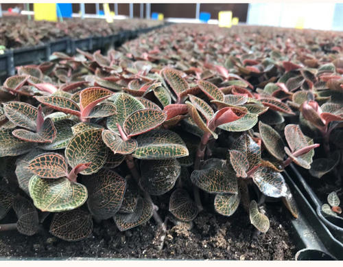 湖北种植创业项目(在湖北黄陂区农村适合种植和养殖什么经济效益高赚钱又快？)