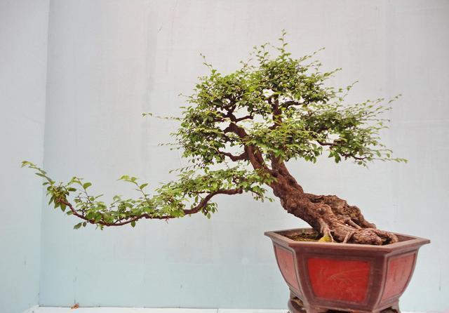 盆栽创业项目简介(关于盆栽创业计划书)