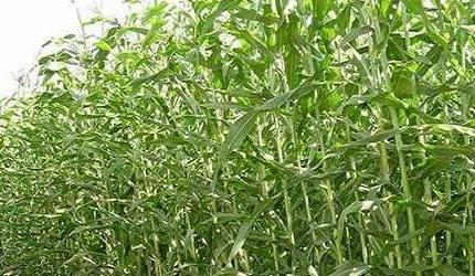 云种植创业项目(农村种什么挣钱？种植致富20个好项目)