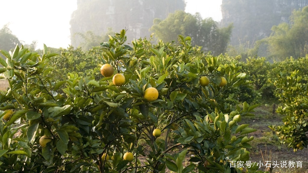 云种植创业项目(农村种什么挣钱？种植致富20个好项目)