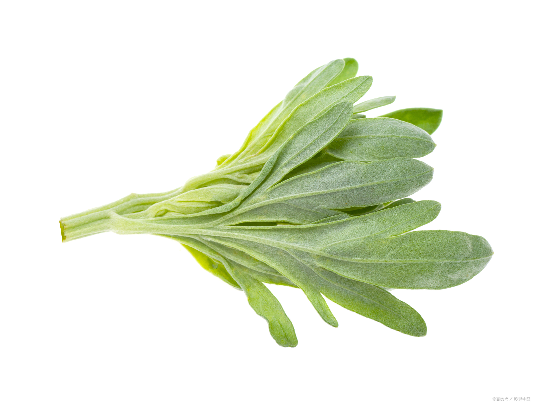 艾草养生创业项目(加盟艾灸店哪家好)