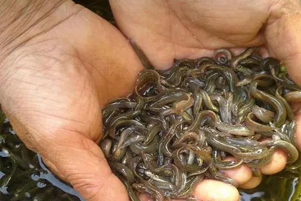 小本养殖创业项目(32个农村小本创业项目)