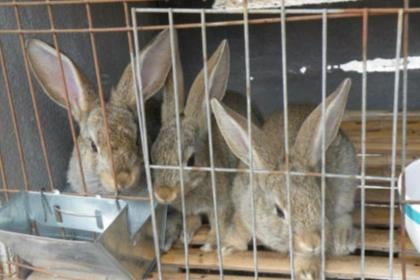 小本养殖创业项目(32个农村小本创业项目)