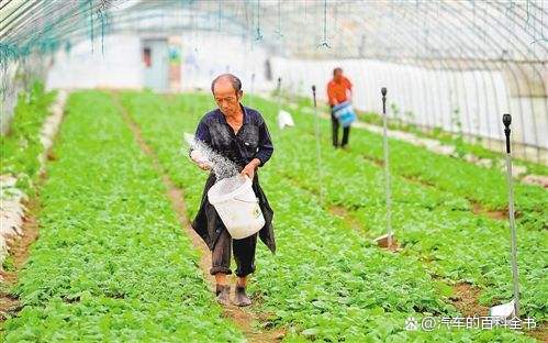 返乡创业项目养殖项目(适合农村种植养殖项目)