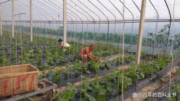 返乡创业项目养殖项目(适合农村种植养殖项目)