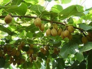 2018农村创业项目(2018年农村青年创业项目)