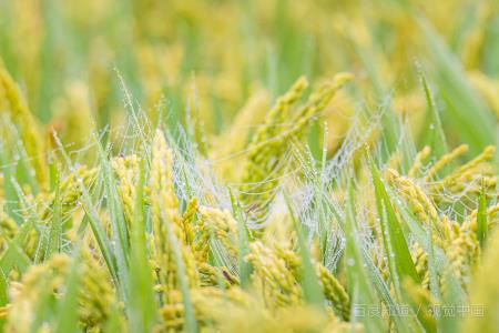 兼职创业项目排行榜(有什么可以在家做的兼职（推荐这15个兼职副业）)