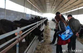 大学生回乡创业项目(回乡创业，做什么最合适？有推荐的吗？)