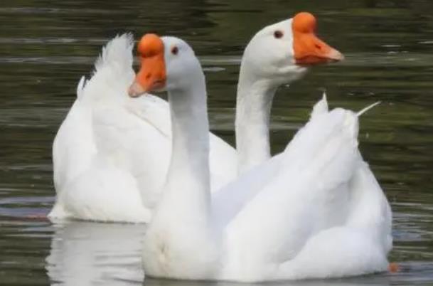 农村小本养殖创业项目(在农村养殖什么赚钱)