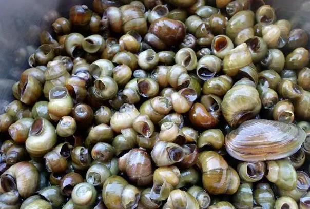 农村小本养殖创业项目(在农村养殖什么赚钱)