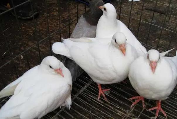 农村小本养殖创业项目(在农村养殖什么赚钱)