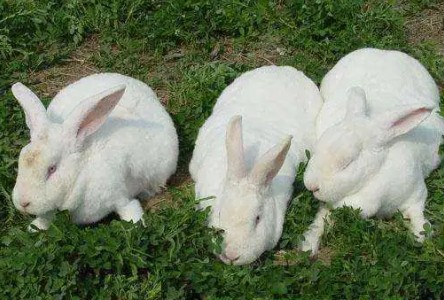 养殖致富创业项目(农村养殖好项目有哪些)