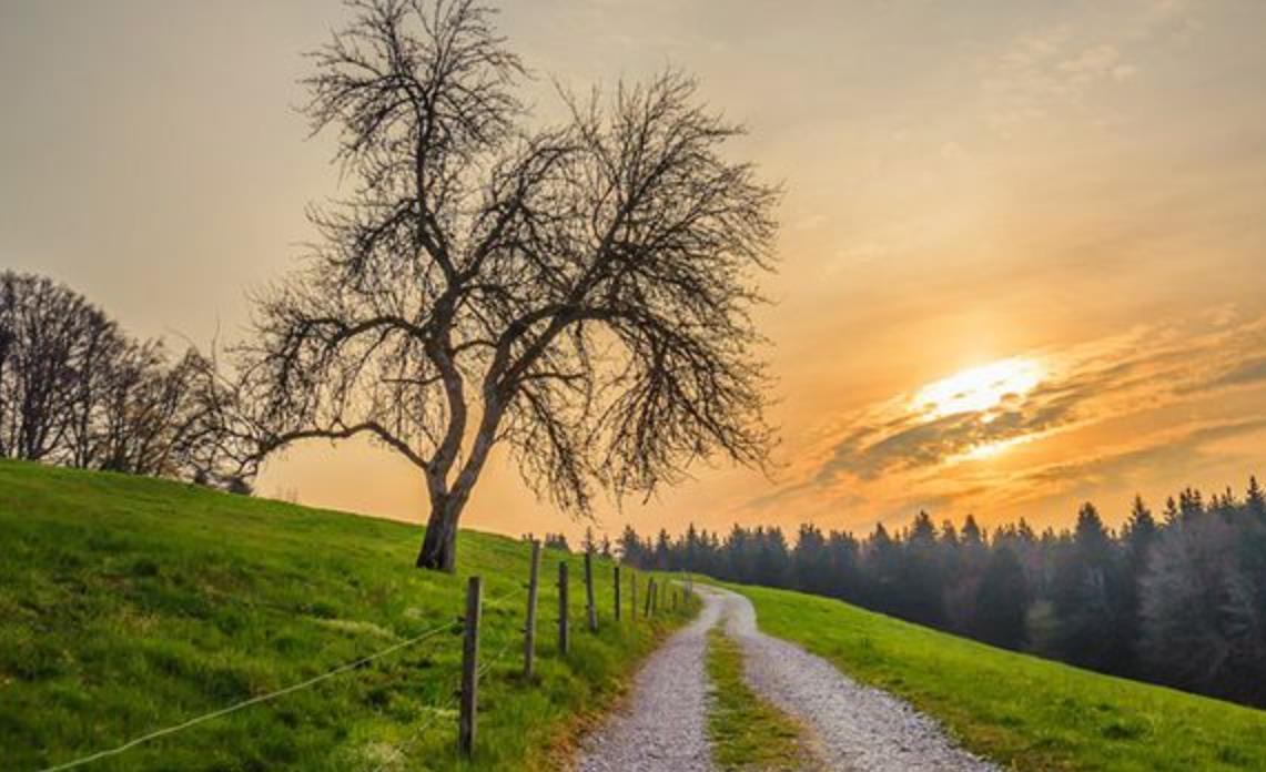 养猪的创业项目(最农村养殖致富创业项目)