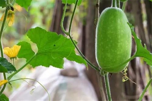 大棚冬瓜创业项目(想开荒种植冬瓜，有哪些高效益种植法呢？)