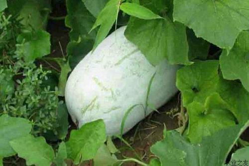 大棚冬瓜创业项目(想开荒种植冬瓜，有哪些高效益种植法呢？)