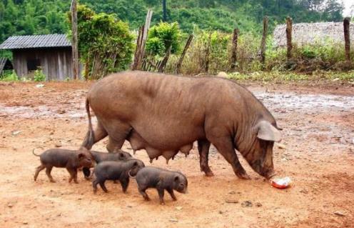 西部农村创业项目(12个适合农村创业的小本项目)