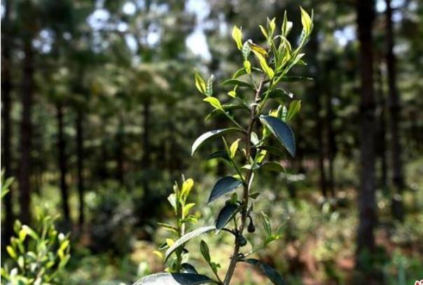 诏安创业项目比赛(大学生创业大赛活动总结)