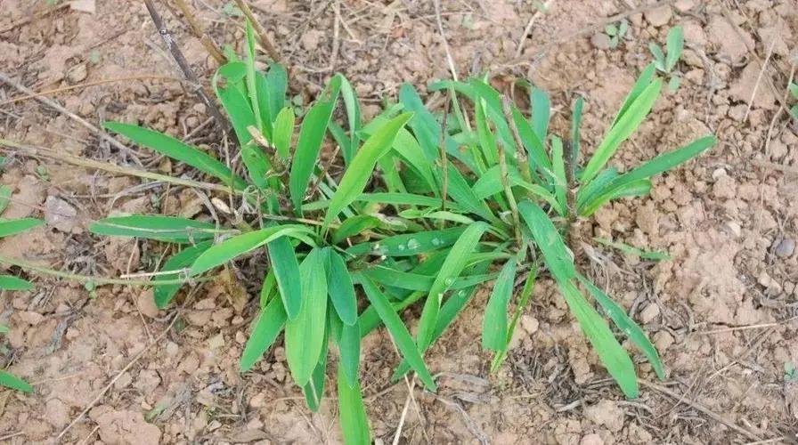 中药食品创业项目(我想做中草药生意都怎么做？)