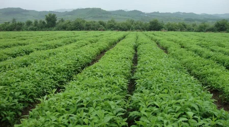 中药食品创业项目(我想做中草药生意都怎么做？)