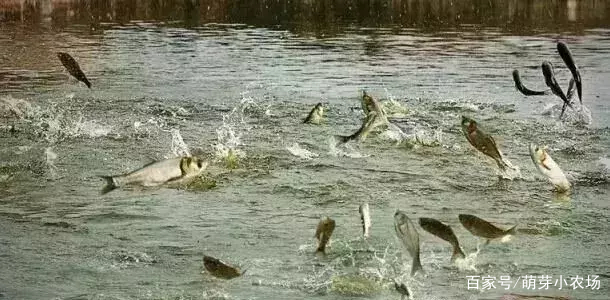 2017乡镇小本创业项目(家在农村，想寻找个致富项目，你认为现在适合做什么呢？)