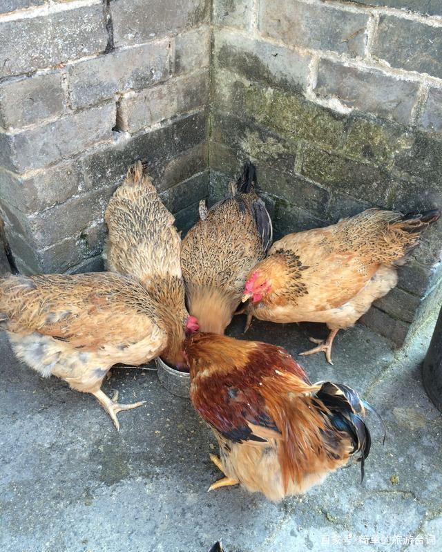 养殖鸡蛋创业项目(广西百色岑宝兴返乡创业养蛋鸡年赚几十万养殖项目)