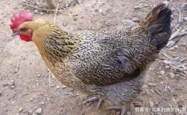 养殖鸡蛋创业项目(广西百色岑宝兴返乡创业养蛋鸡年赚几十万养殖项目)