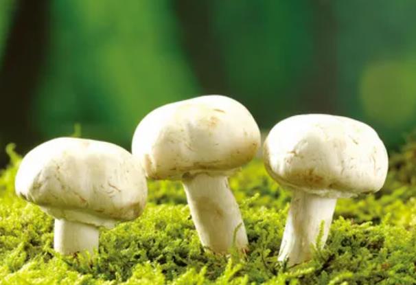 室内创业项目(适合在家创业的好项目有哪些)