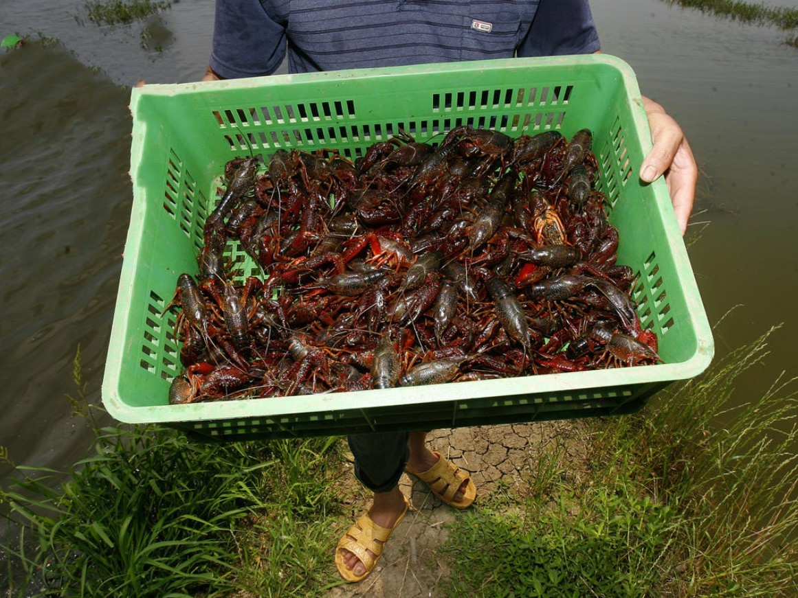 养殖小投资创业项目(10个小本养殖创业项目)