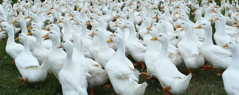 养殖小投资创业项目(10个小本养殖创业项目)