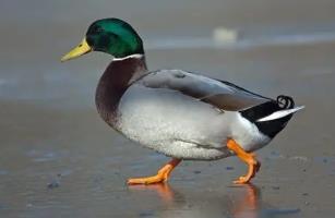 小鸭苗创业项目(鸭子的养殖技术有哪些)