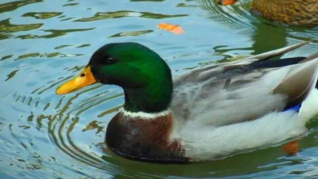 小鸭苗创业项目(鸭子的养殖技术有哪些)