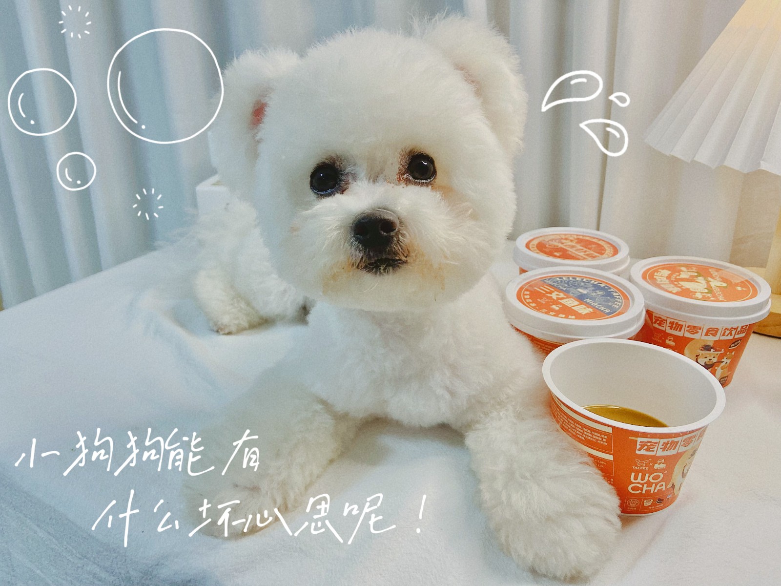 关于宠物的创业项目(宠物行业，还有哪些“领域”好创业)