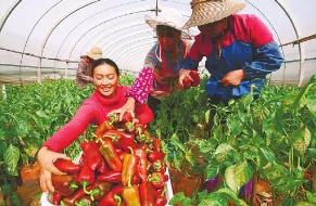 贵州创业项目(贵州好的创业项目有哪些？)