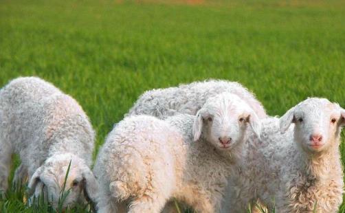 创业项目销路问题(不愁销路的小工厂项目)