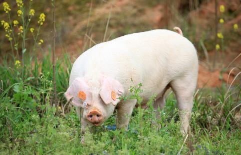 创业项目销路问题(不愁销路的小工厂项目)