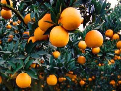 农村加盟创业项目(农村创业的好项目)