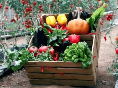 农村加盟创业项目(农村创业的好项目)