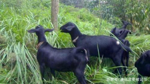 山羊放养创业项目(养羊创业计划书怎么写)