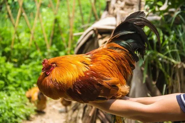 食养创业项目(2021年餐饮创业项目有哪些好的推荐？)