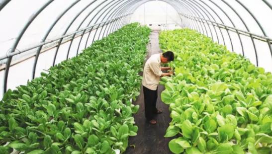 白领农村创业项目(适合农村的创业项目有哪些)