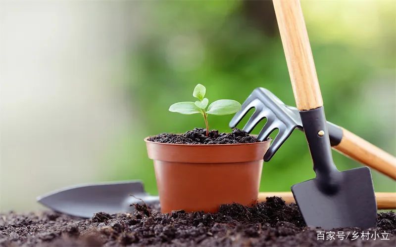 植物文玩 创业项目(不想外出打工？藏在农村的“暴利”小生意有哪些？)