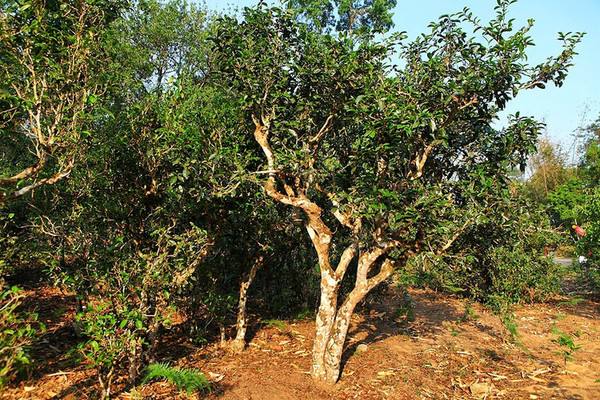 创业项目种植茶树(茶叶生产创业计划书)