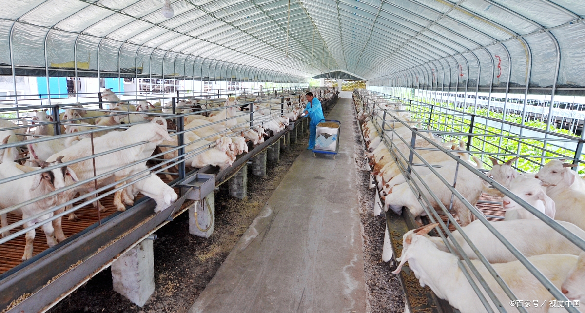 农村创业项目养羊(羊养殖场创业计划书)