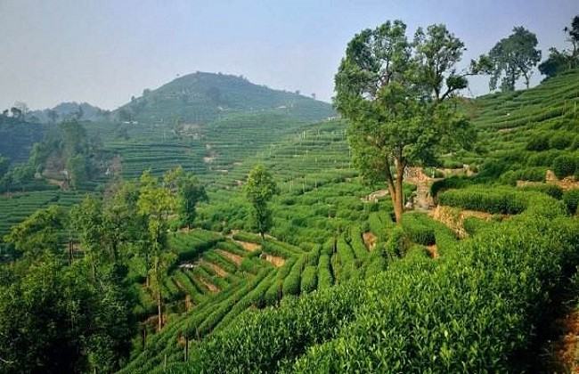 山地创业项目(山地种植什么前景最好)