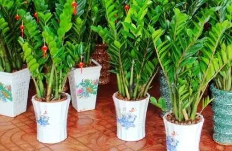 植物盆景创业项目(大学生创新创业项目)