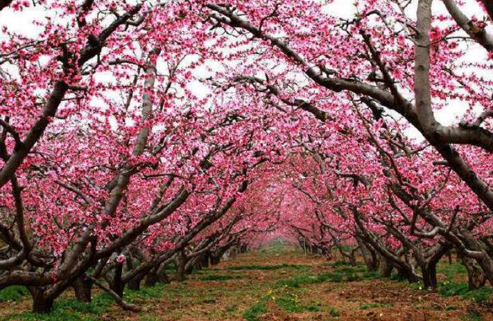 小伙进山创业项目(山区农村创业项目)