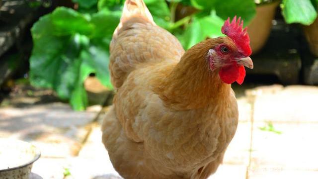 母子养鸡创业项目(农村妇女白手起家创业项目)