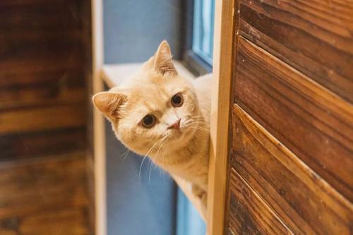 猫咖创业项目(浅谈猫咖的几种经营模式——写给准备开猫咖的你)